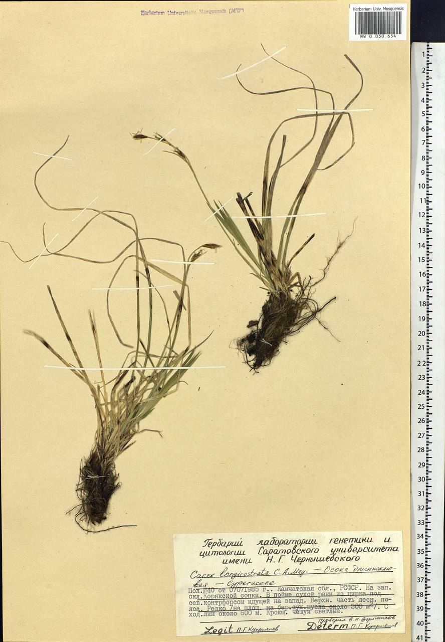 Carex longerostrata C.A.Mey., Siberia, Chukotka & Kamchatka (S7) (Russia)