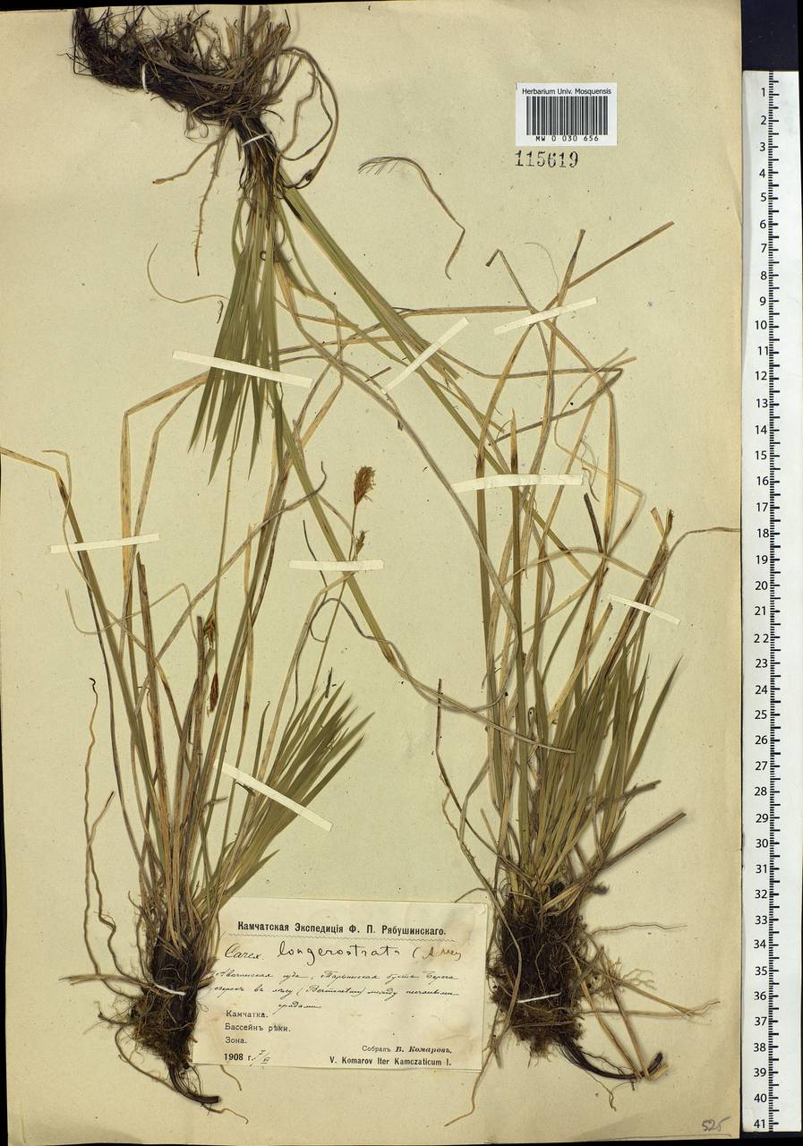 Carex longerostrata C.A.Mey., Siberia, Chukotka & Kamchatka (S7) (Russia)