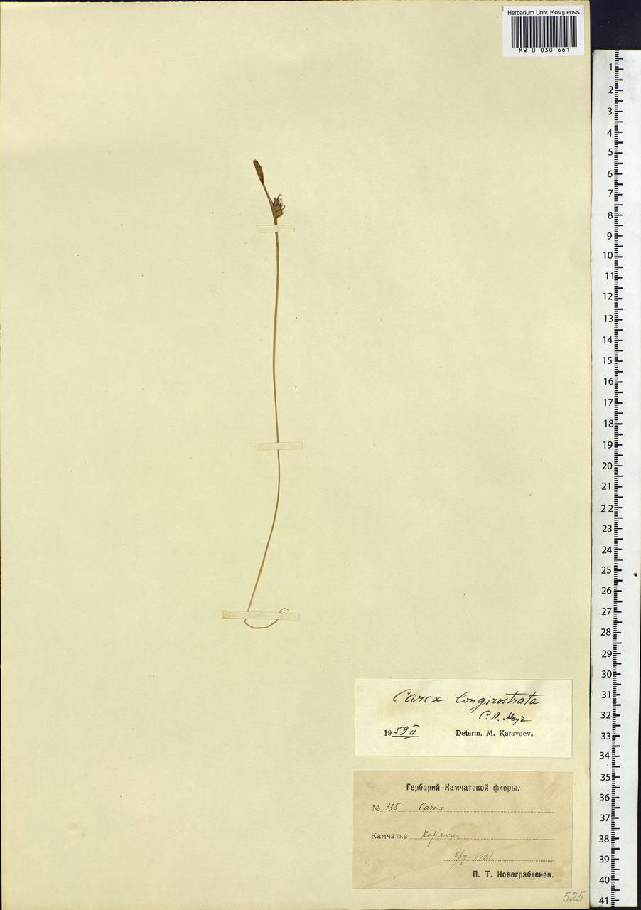 Carex longerostrata C.A.Mey., Siberia, Chukotka & Kamchatka (S7) (Russia)