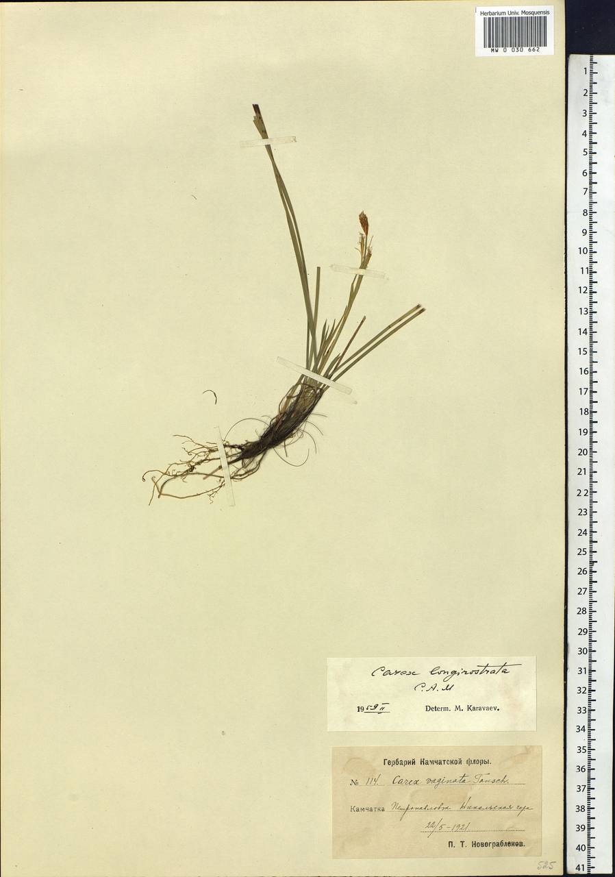 Carex longerostrata C.A.Mey., Siberia, Chukotka & Kamchatka (S7) (Russia)