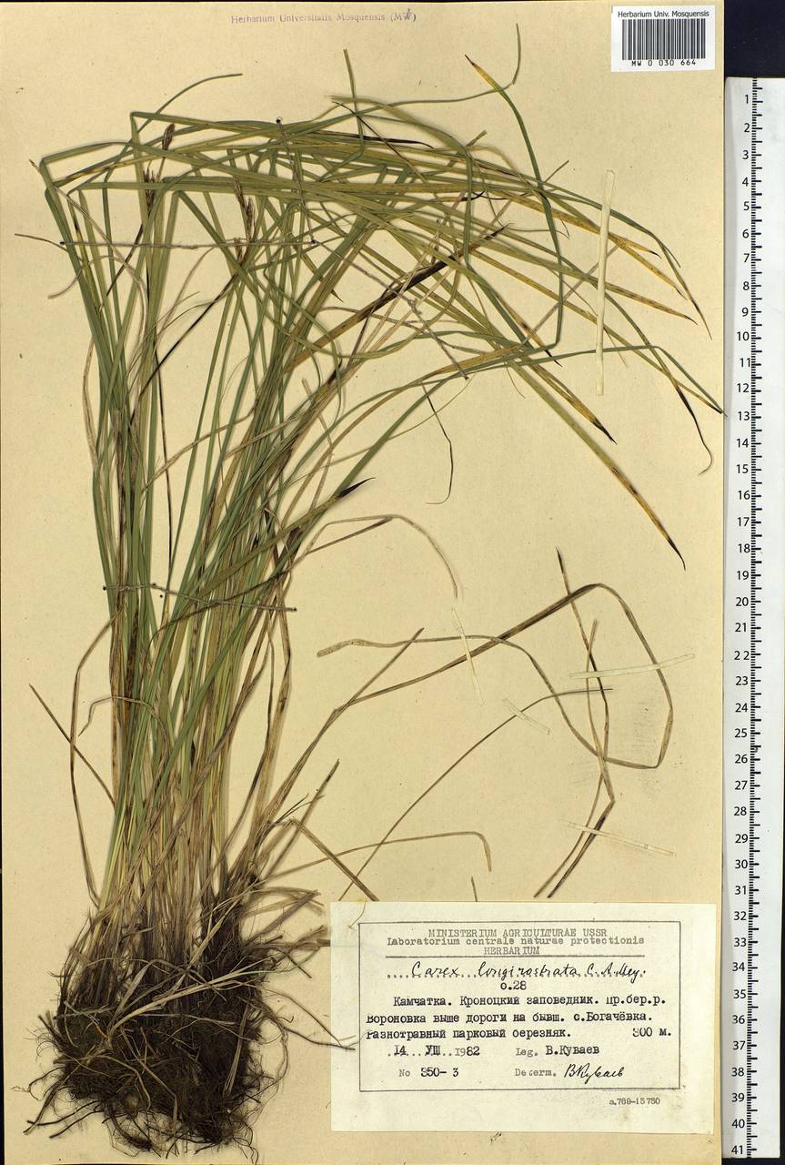 Carex longerostrata C.A.Mey., Siberia, Chukotka & Kamchatka (S7) (Russia)