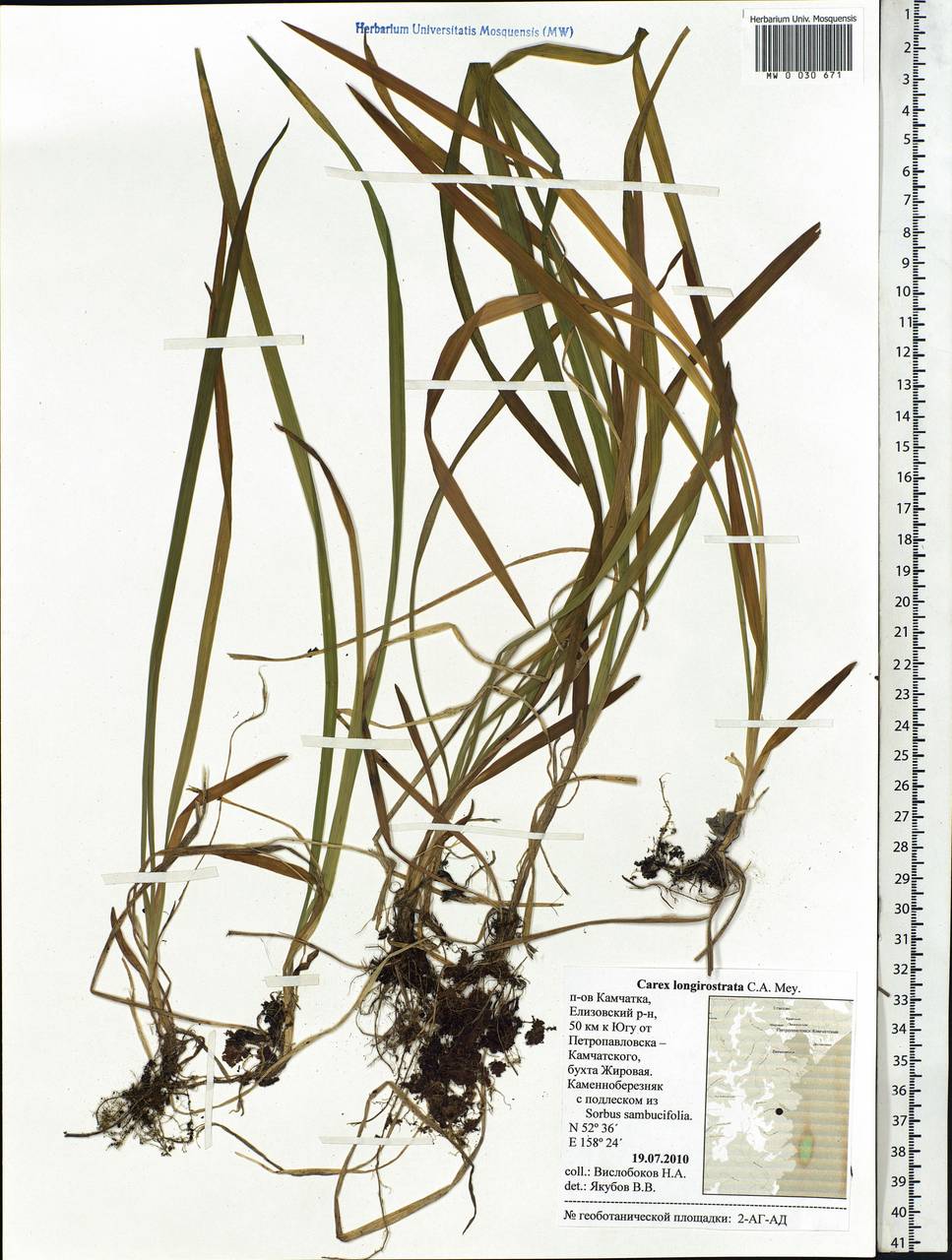 Carex longerostrata C.A.Mey., Siberia, Chukotka & Kamchatka (S7) (Russia)