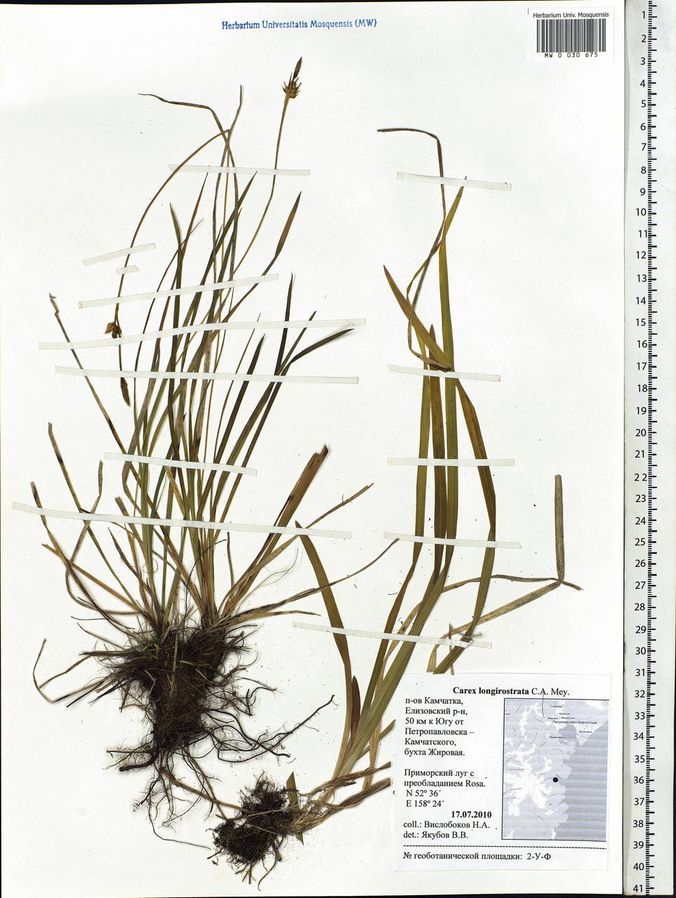 Carex longerostrata C.A.Mey., Siberia, Chukotka & Kamchatka (S7) (Russia)