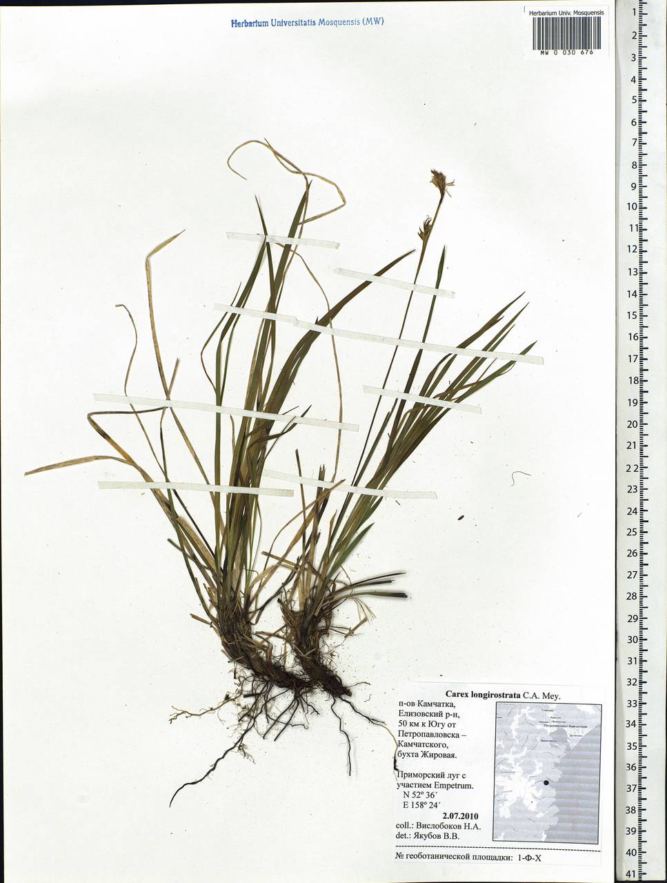 Carex longerostrata C.A.Mey., Siberia, Chukotka & Kamchatka (S7) (Russia)