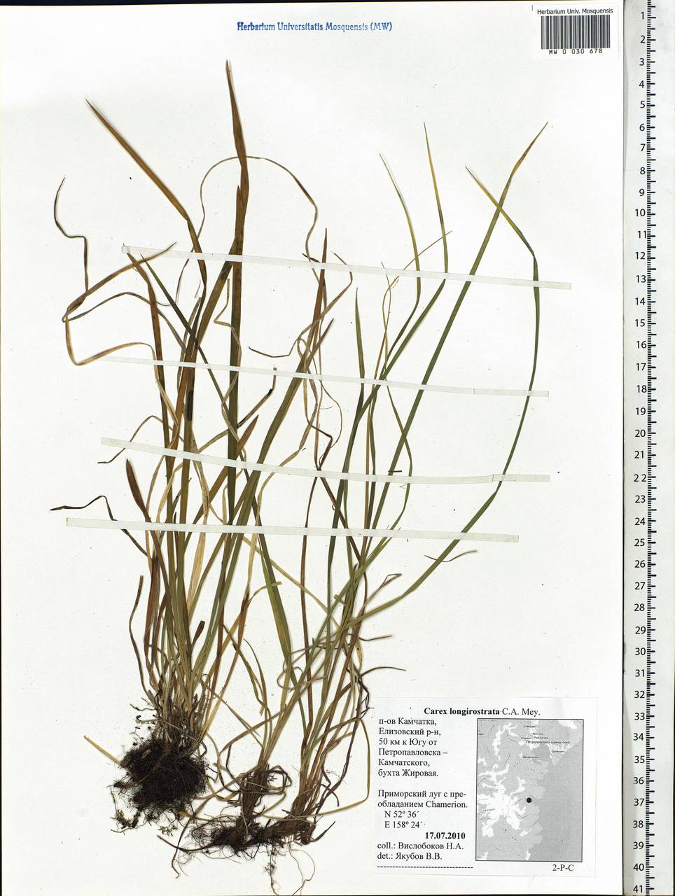 Carex longerostrata C.A.Mey., Siberia, Chukotka & Kamchatka (S7) (Russia)