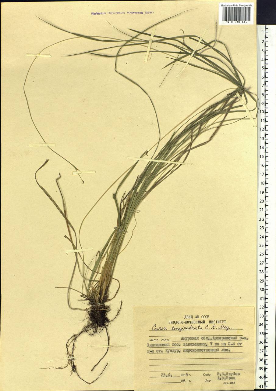 Carex longerostrata C.A.Mey., Siberia, Russian Far East (S6) (Russia)