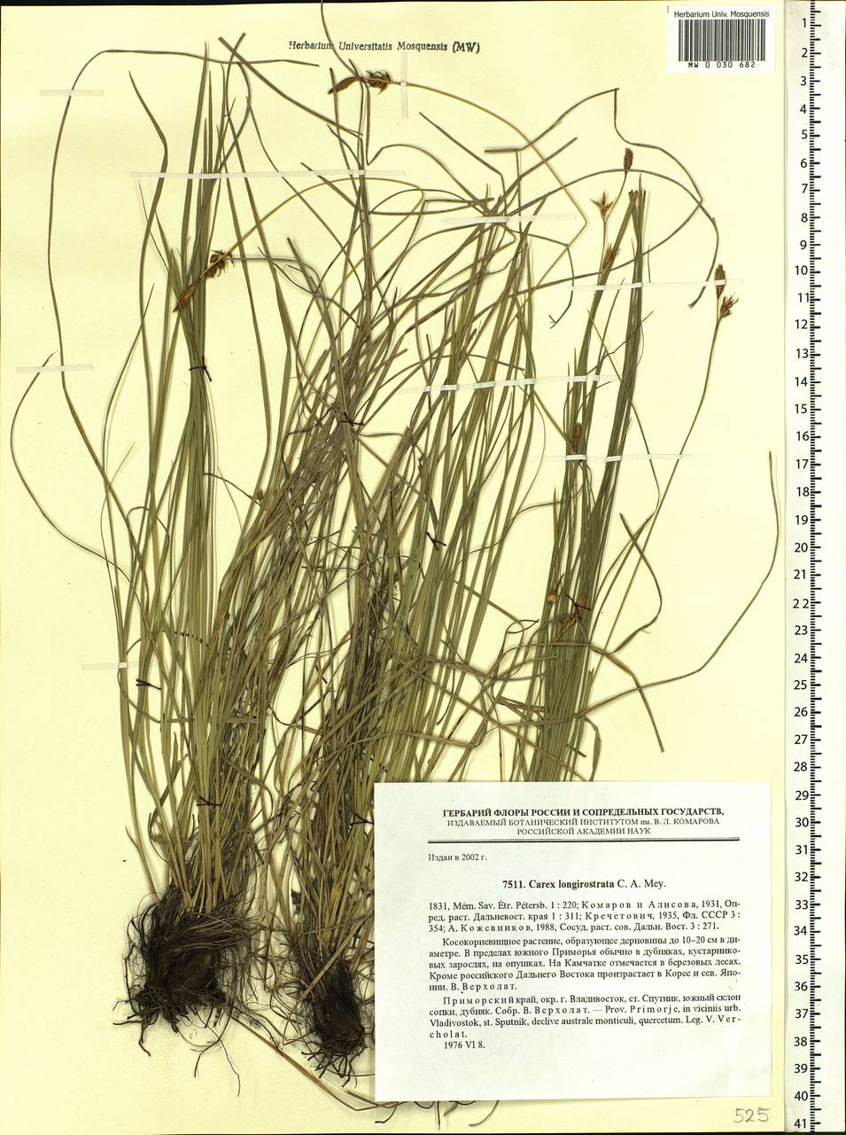 Carex longerostrata C.A.Mey., Siberia, Russian Far East (S6) (Russia)