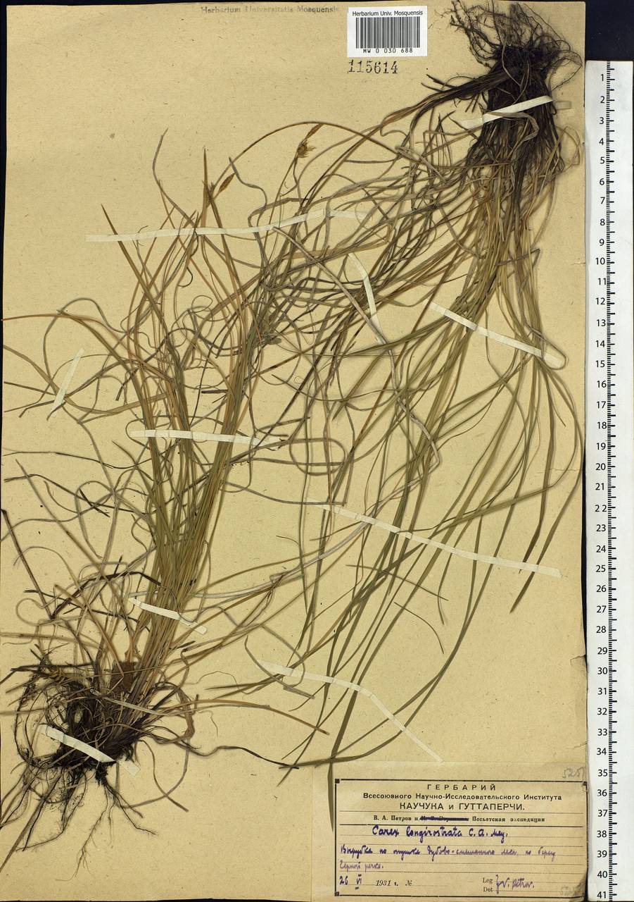 Carex longerostrata C.A.Mey., Siberia, Russian Far East (S6) (Russia)