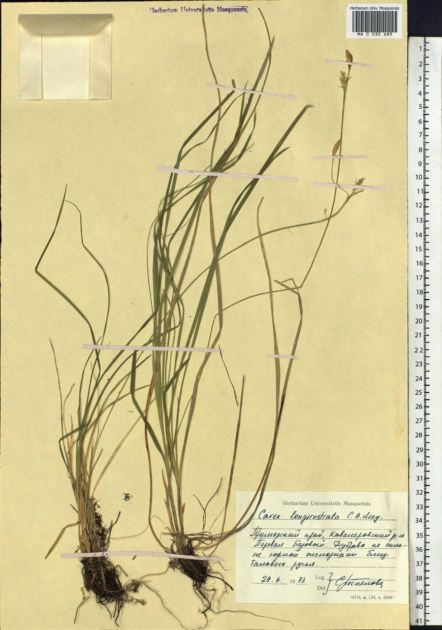 Carex longerostrata C.A.Mey., Siberia, Russian Far East (S6) (Russia)