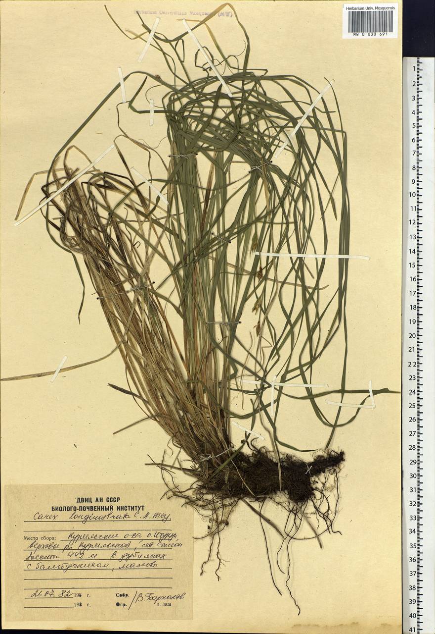 Carex longerostrata C.A.Mey., Siberia, Russian Far East (S6) (Russia)