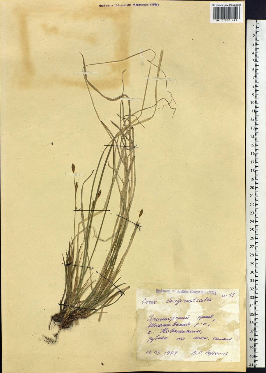 Carex longerostrata C.A.Mey., Siberia, Russian Far East (S6) (Russia)