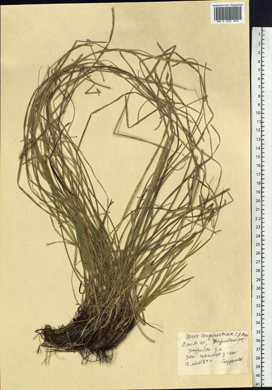 Carex longerostrata C.A.Mey., Siberia, Russian Far East (S6) (Russia)