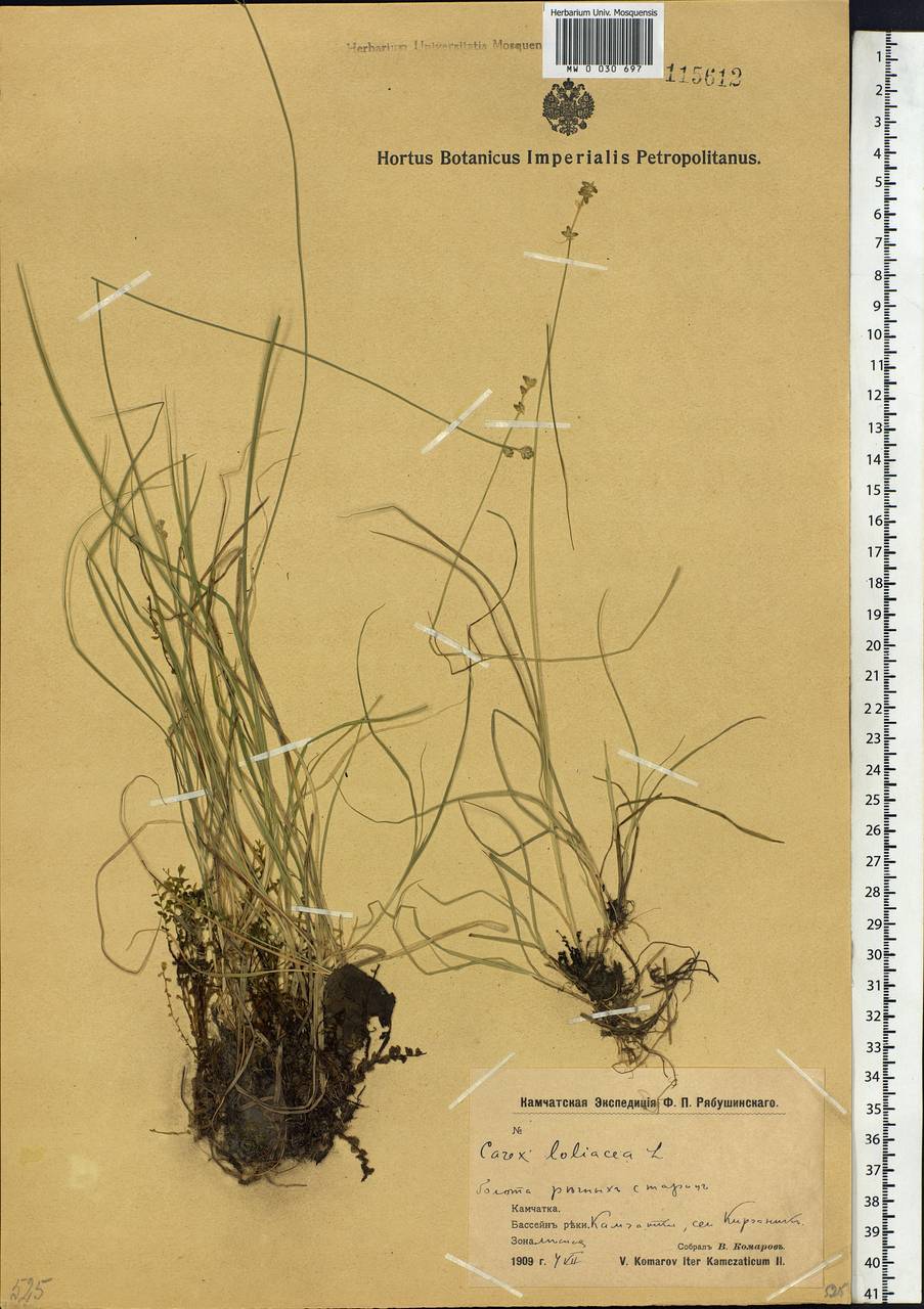 Carex loliacea L., Siberia, Chukotka & Kamchatka (S7) (Russia)