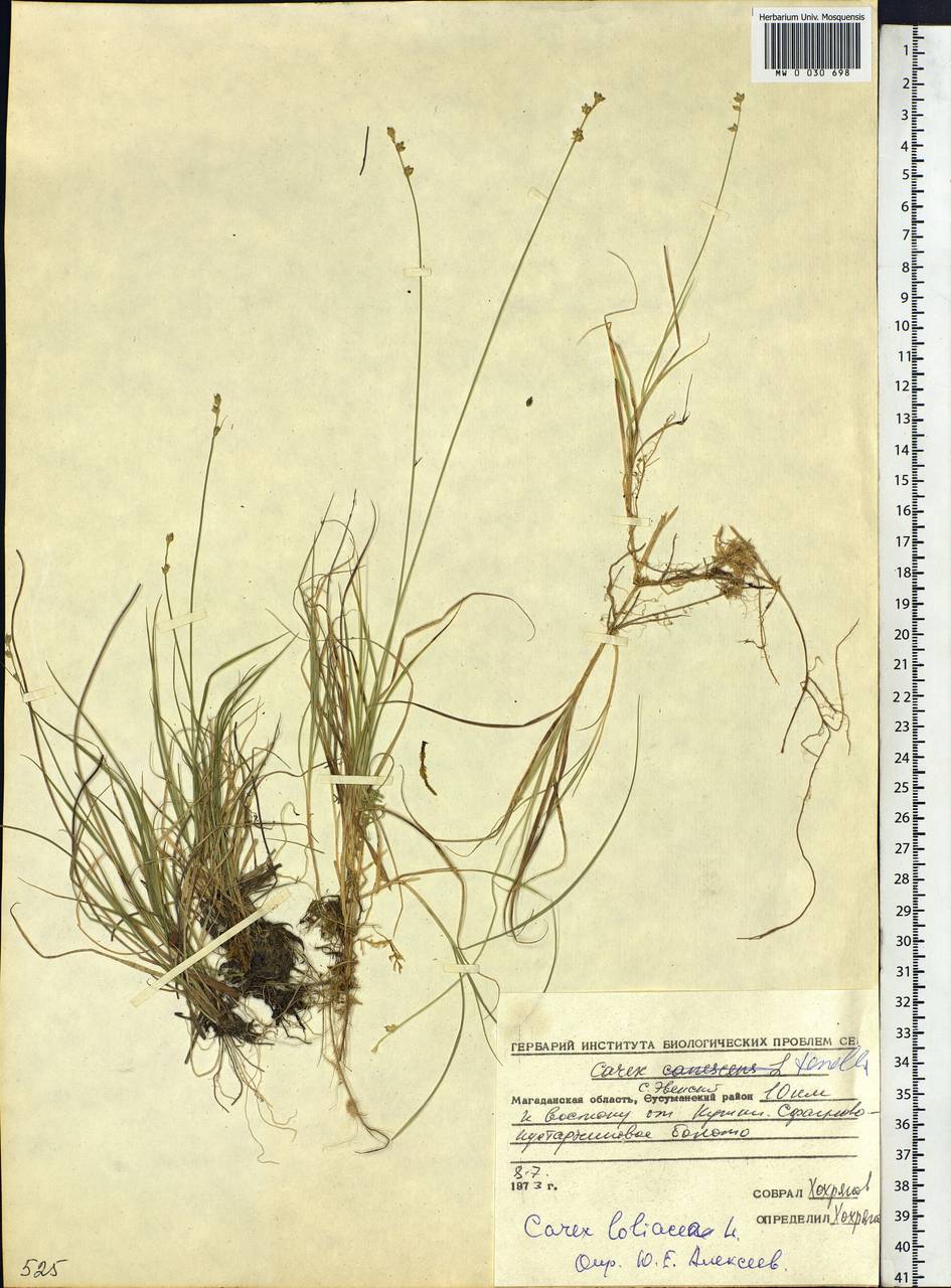 Carex loliacea L., Siberia, Chukotka & Kamchatka (S7) (Russia)