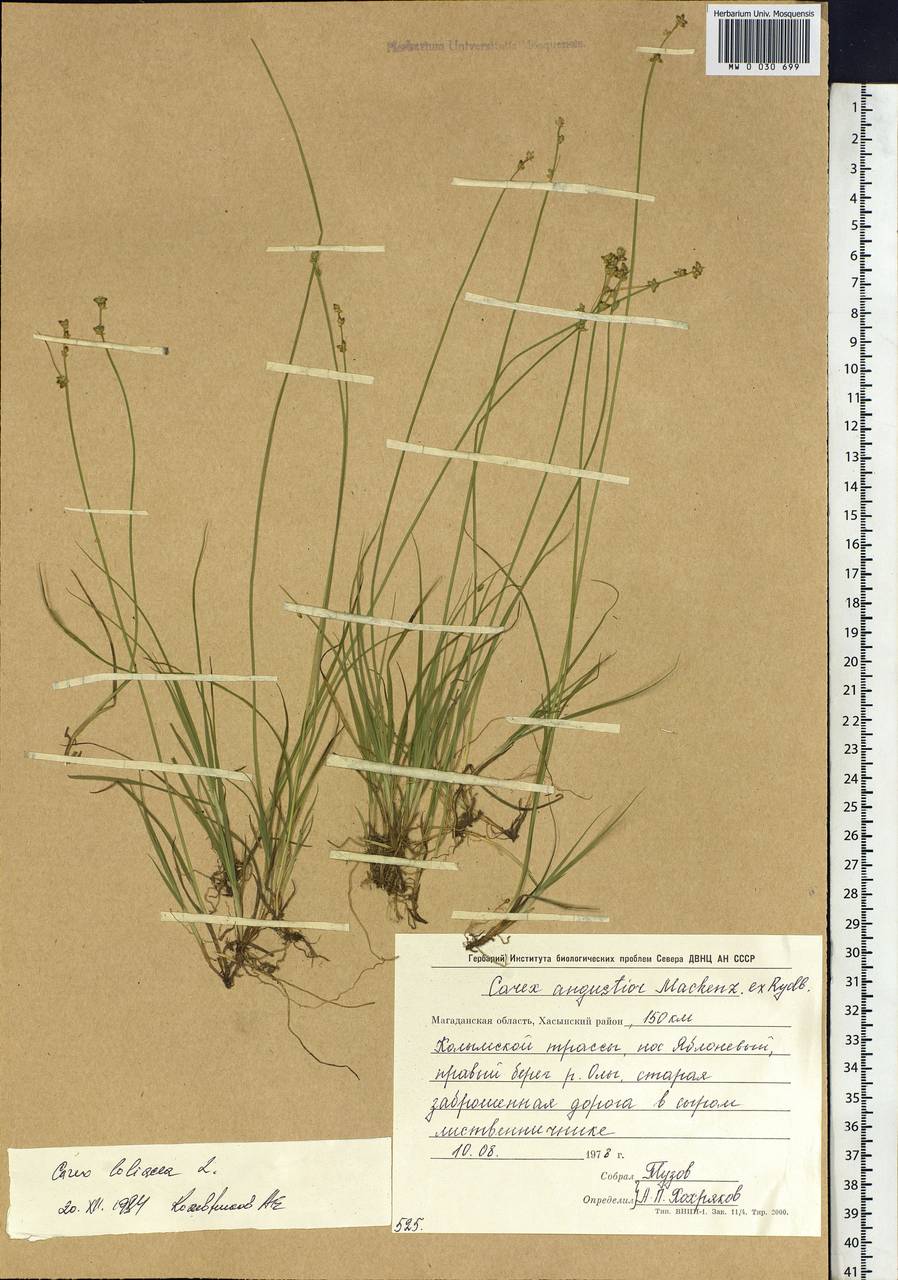 Carex loliacea L., Siberia, Chukotka & Kamchatka (S7) (Russia)