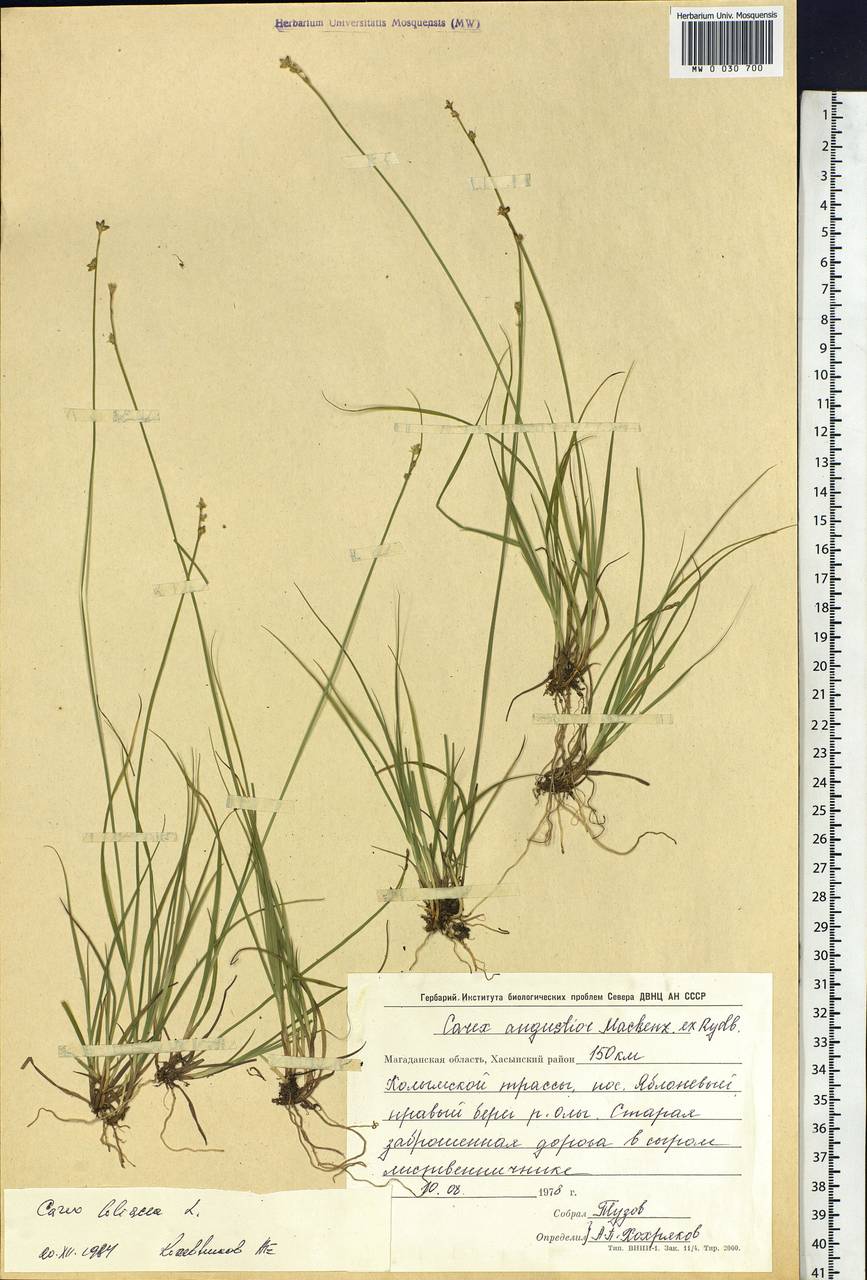 Carex loliacea L., Siberia, Chukotka & Kamchatka (S7) (Russia)