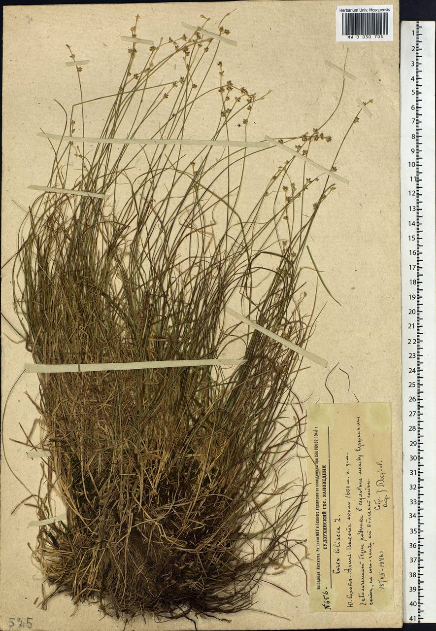 Carex loliacea L., Siberia, Russian Far East (S6) (Russia)
