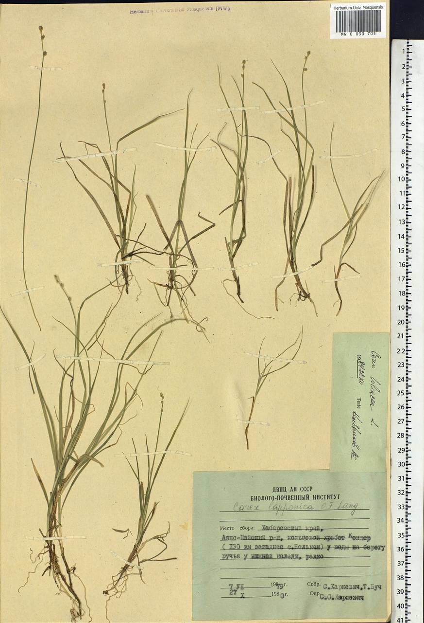 Carex loliacea L., Siberia, Russian Far East (S6) (Russia)