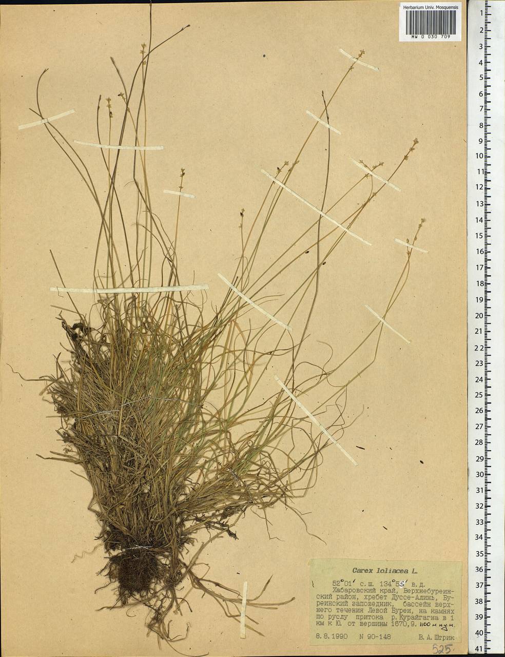 Carex loliacea L., Siberia, Russian Far East (S6) (Russia)
