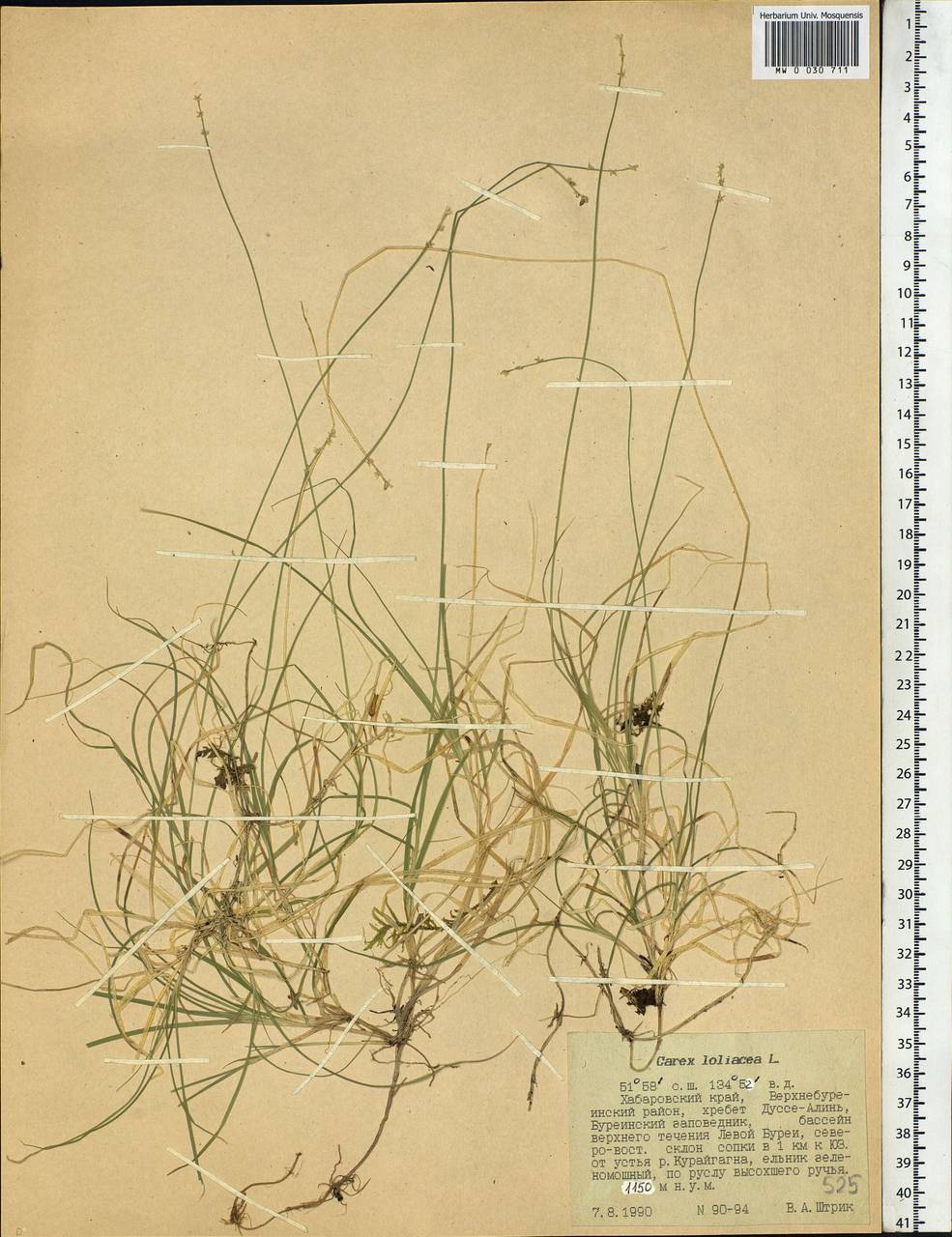 Carex loliacea L., Siberia, Russian Far East (S6) (Russia)