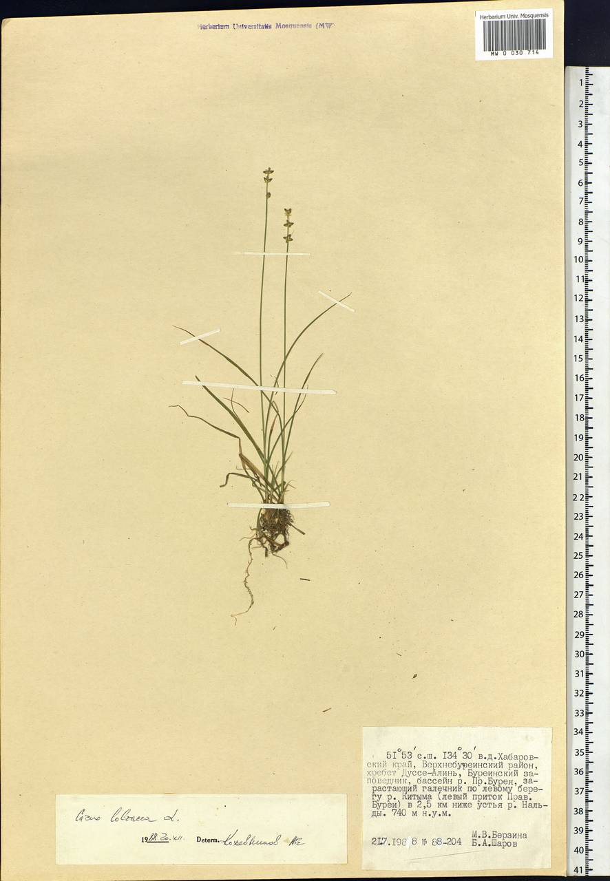 Carex loliacea L., Siberia, Russian Far East (S6) (Russia)