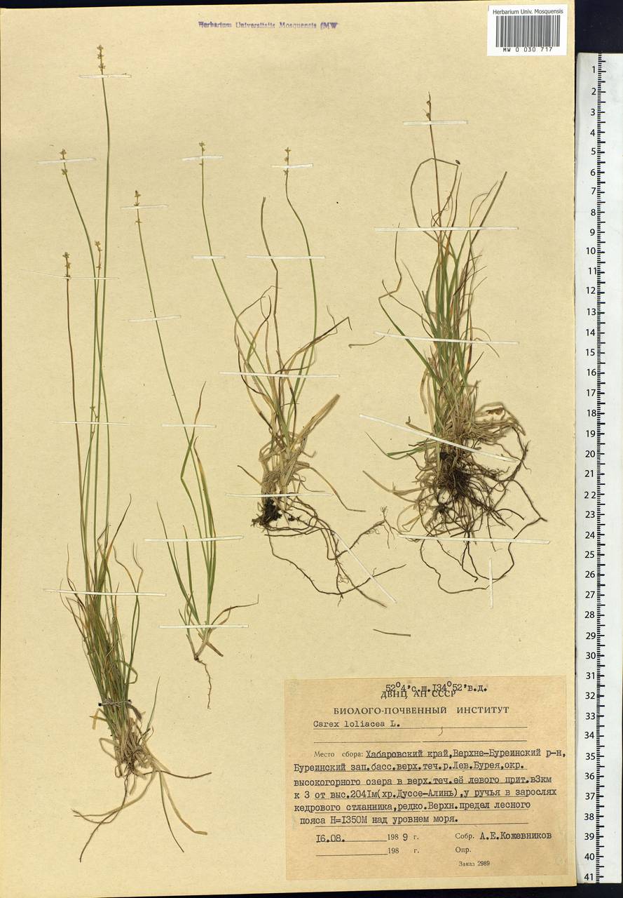 Carex loliacea L., Siberia, Russian Far East (S6) (Russia)