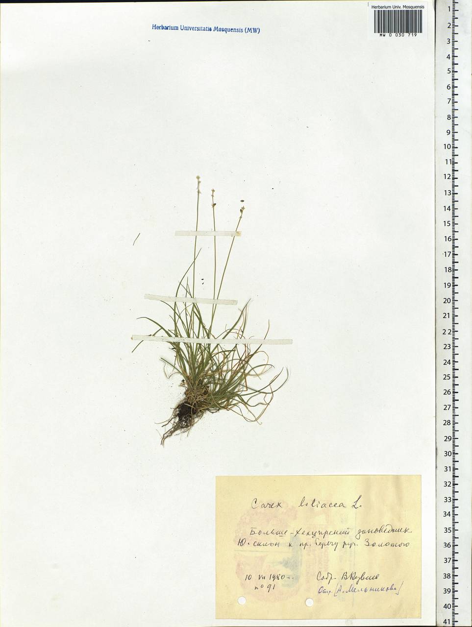 Carex loliacea L., Siberia, Russian Far East (S6) (Russia)