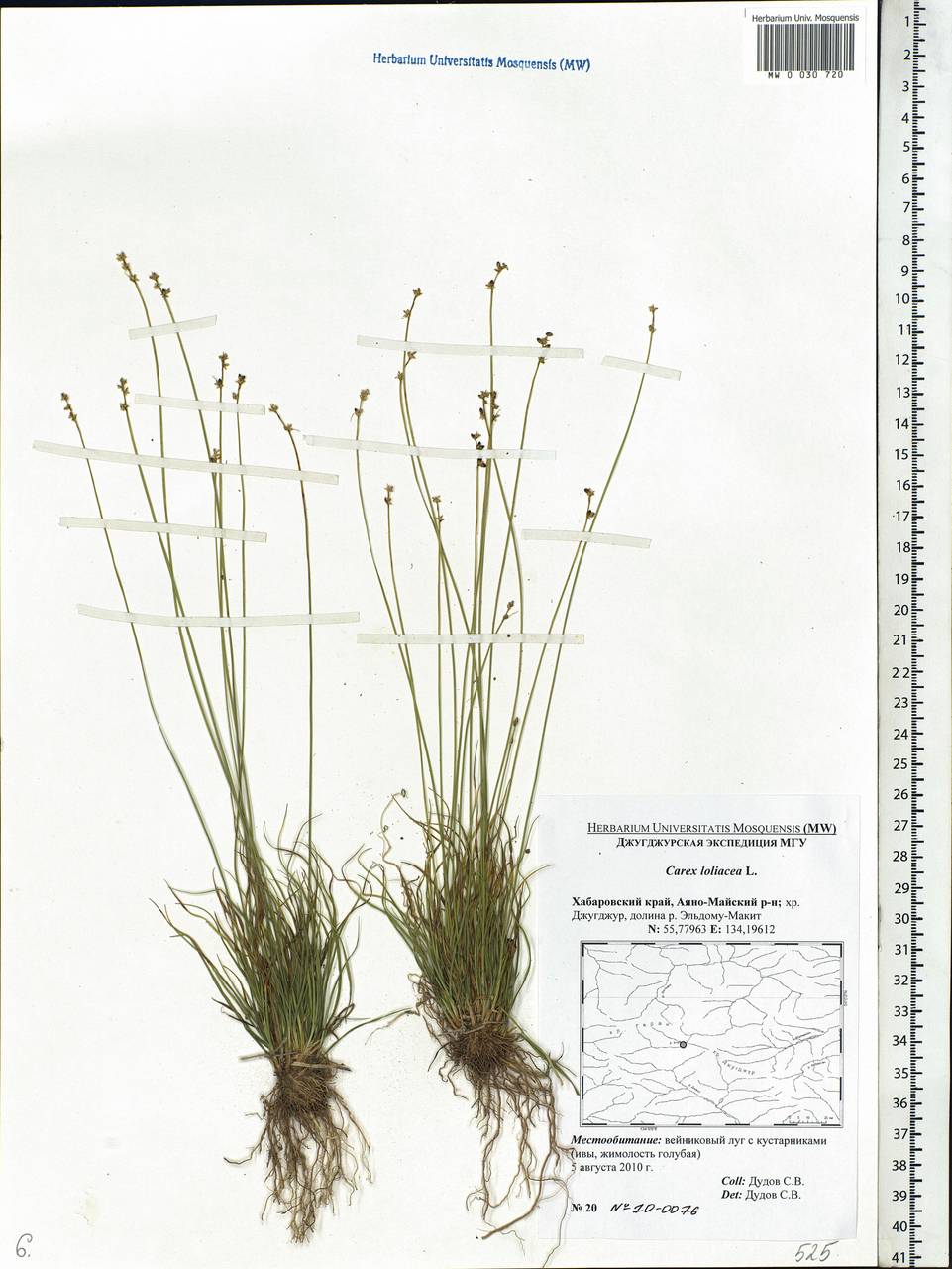 Carex loliacea L., Siberia, Russian Far East (S6) (Russia)