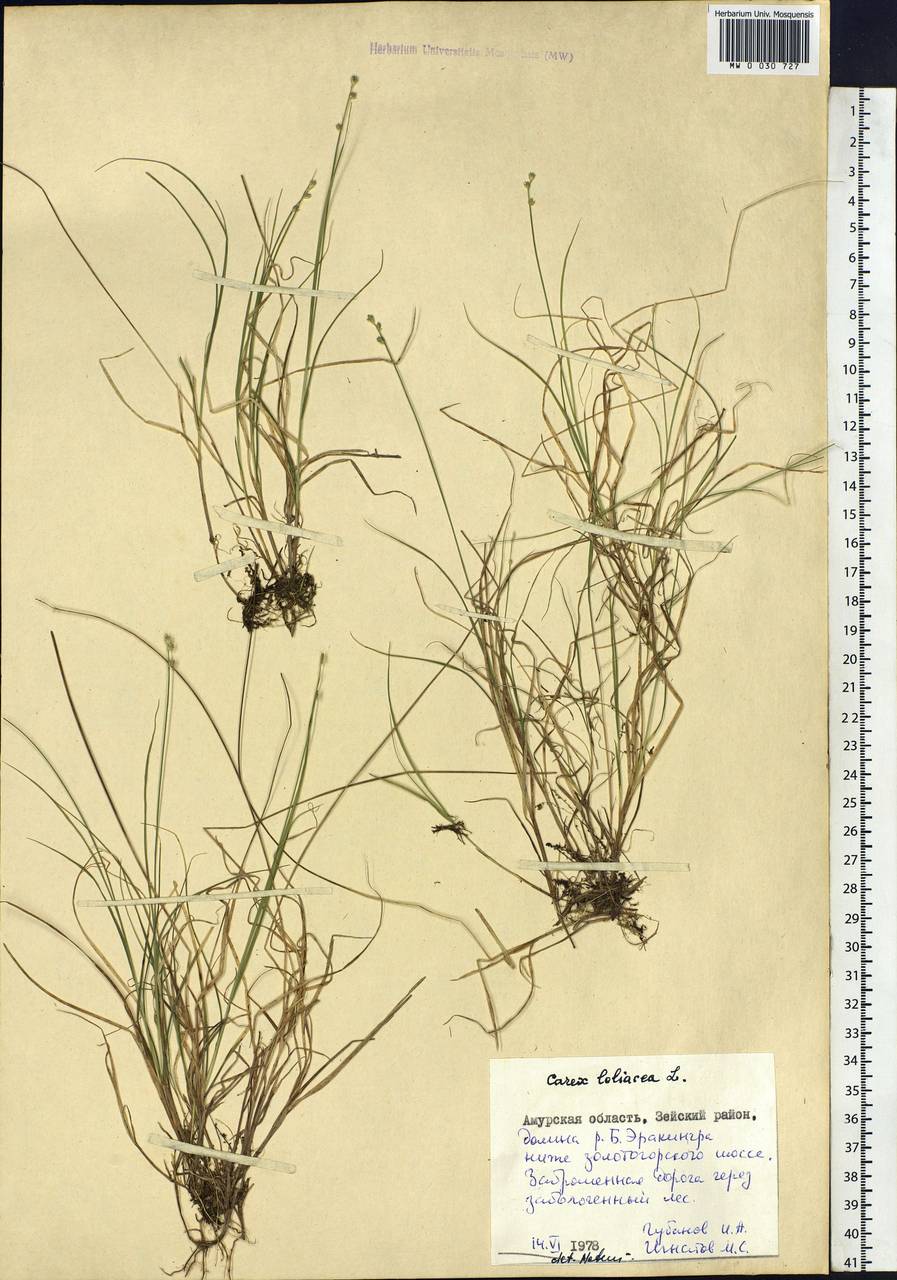 Carex loliacea L., Siberia, Russian Far East (S6) (Russia)