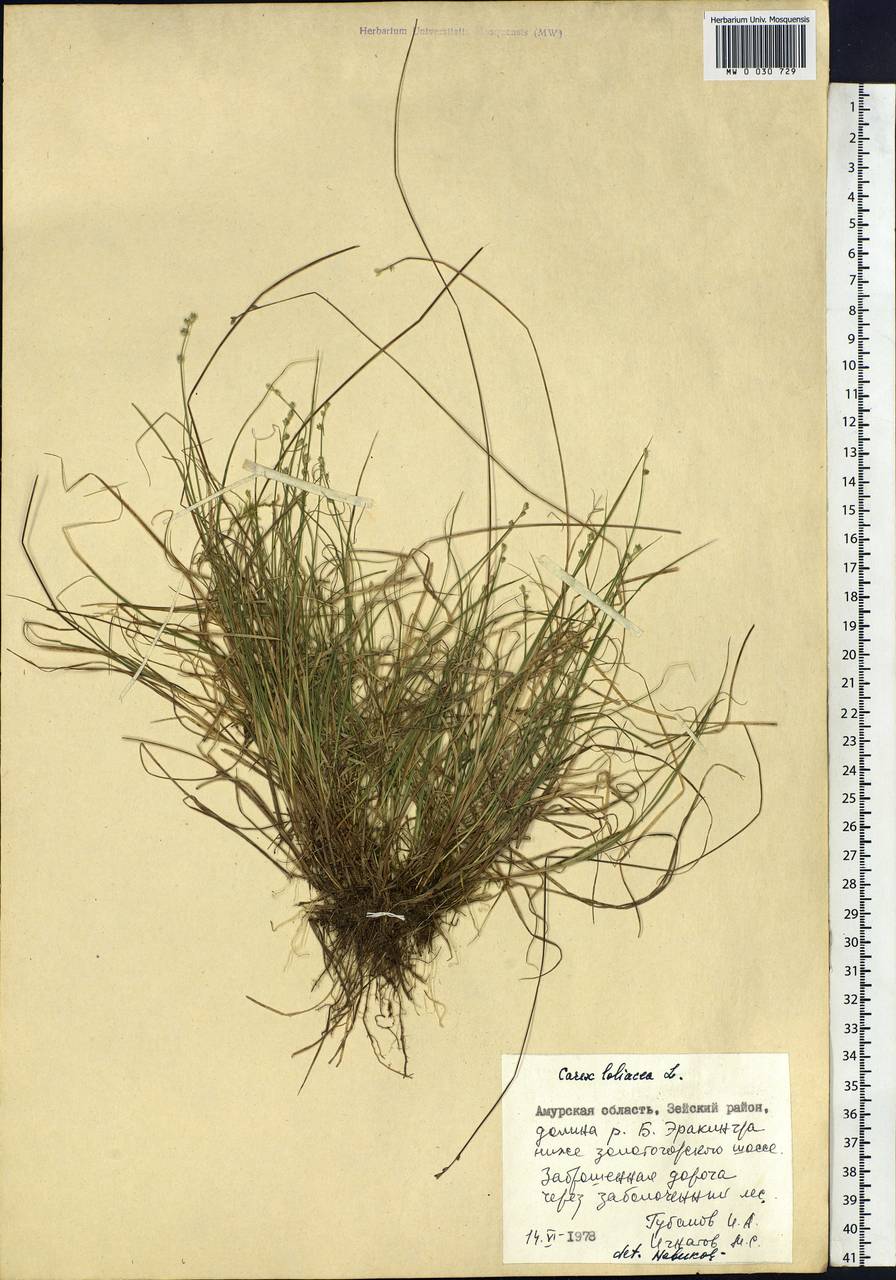 Carex loliacea L., Siberia, Russian Far East (S6) (Russia)