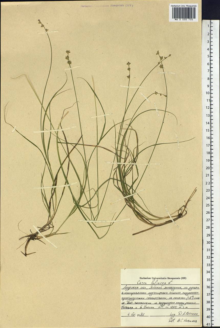 Carex loliacea L., Siberia, Russian Far East (S6) (Russia)