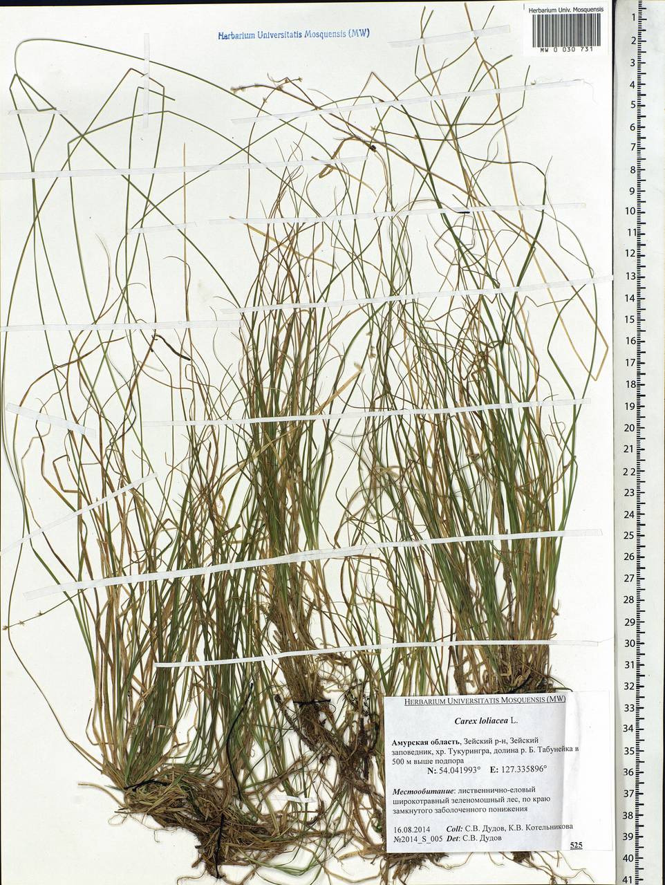 Carex loliacea L., Siberia, Russian Far East (S6) (Russia)