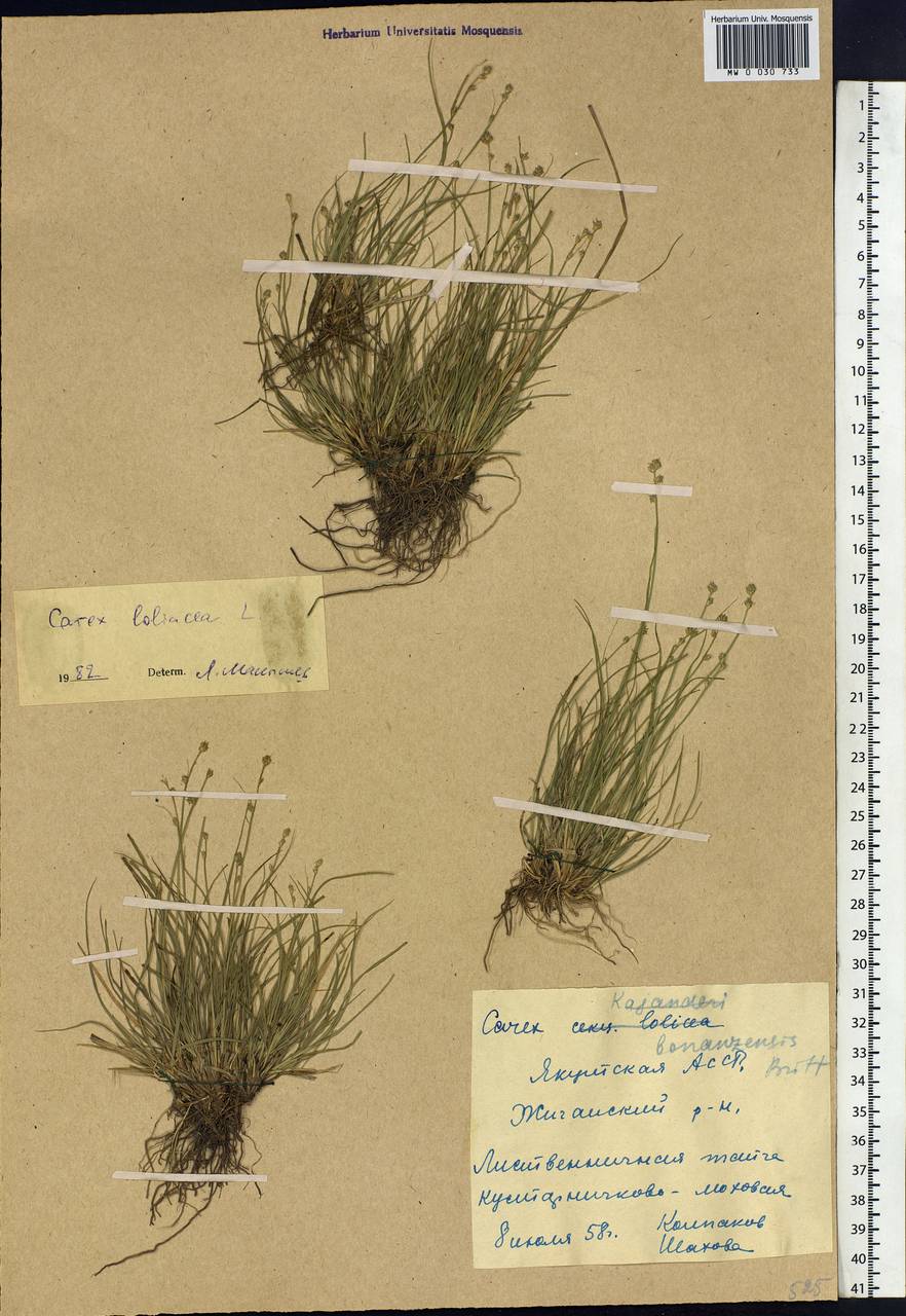 Carex loliacea L., Siberia, Yakutia (S5) (Russia)