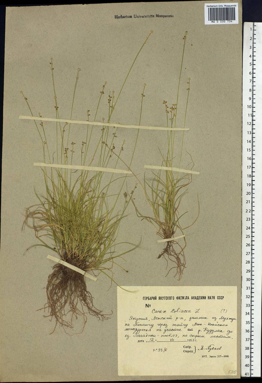 Carex loliacea L., Siberia, Yakutia (S5) (Russia)