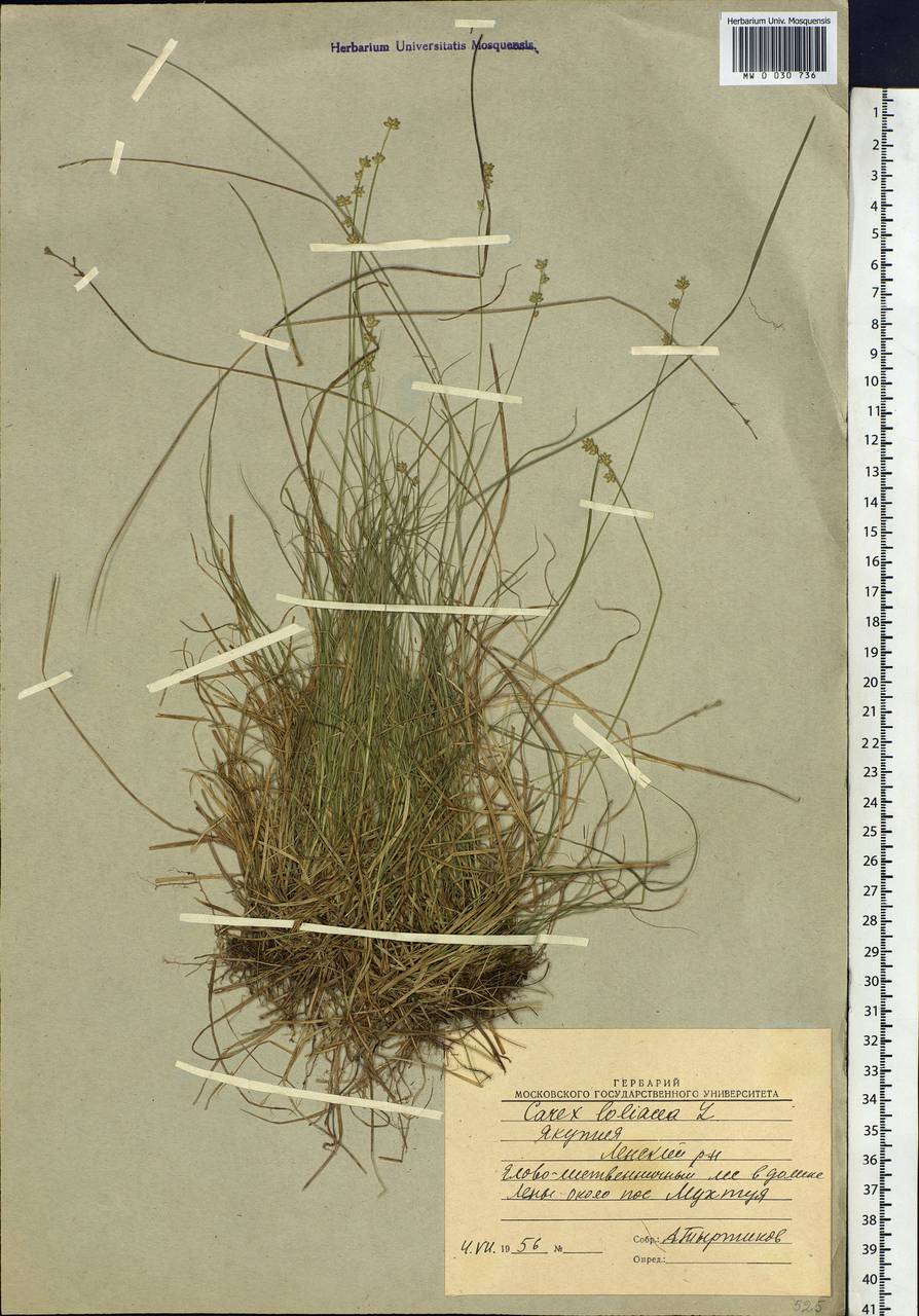 Carex loliacea L., Siberia, Yakutia (S5) (Russia)