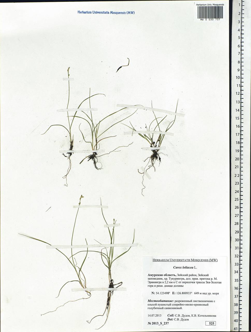 Carex loliacea L., Siberia, Russian Far East (S6) (Russia)