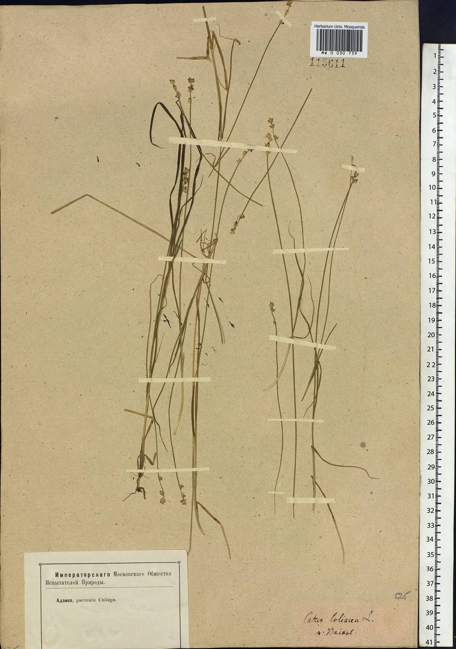 Carex loliacea L., Siberia, Baikal & Transbaikal region (S4) (Russia)