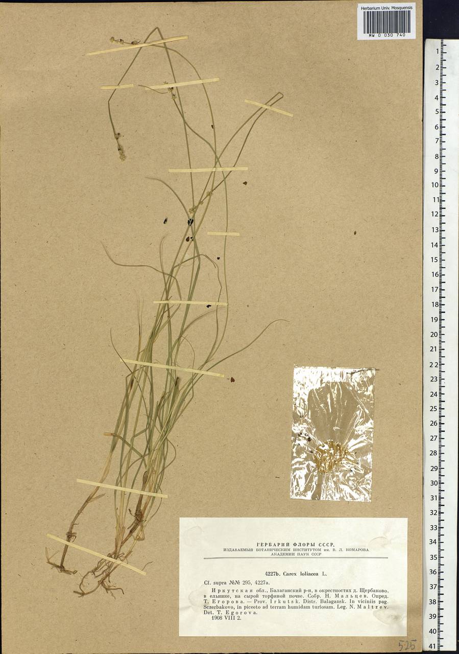 Carex loliacea L., Siberia, Baikal & Transbaikal region (S4) (Russia)