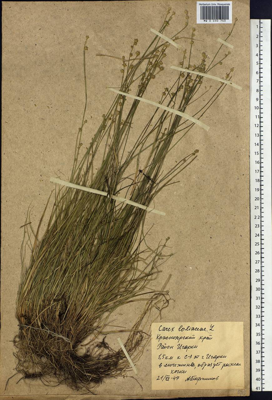 Carex loliacea L., Siberia, Central Siberia (S3) (Russia)