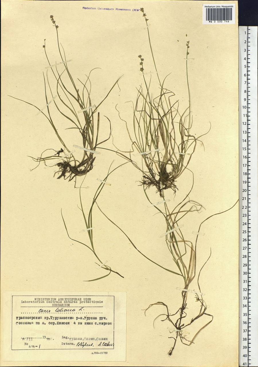 Carex loliacea L., Siberia, Central Siberia (S3) (Russia)