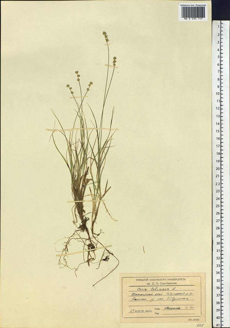 Carex loliacea L., Siberia, Central Siberia (S3) (Russia)