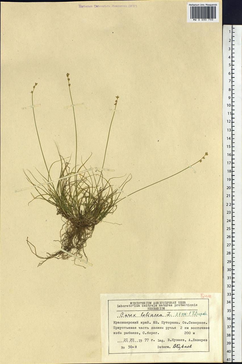 Carex loliacea L., Siberia, Central Siberia (S3) (Russia)
