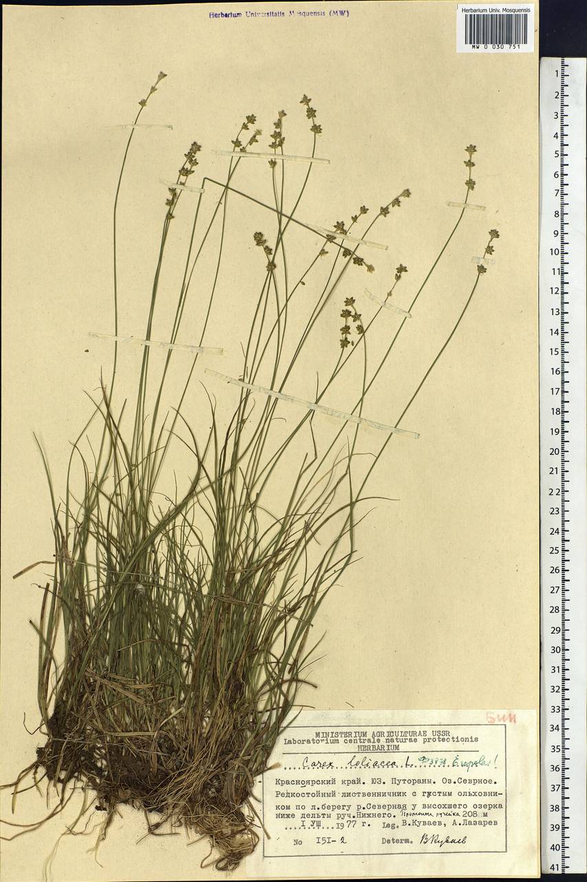 Carex loliacea L., Siberia, Central Siberia (S3) (Russia)