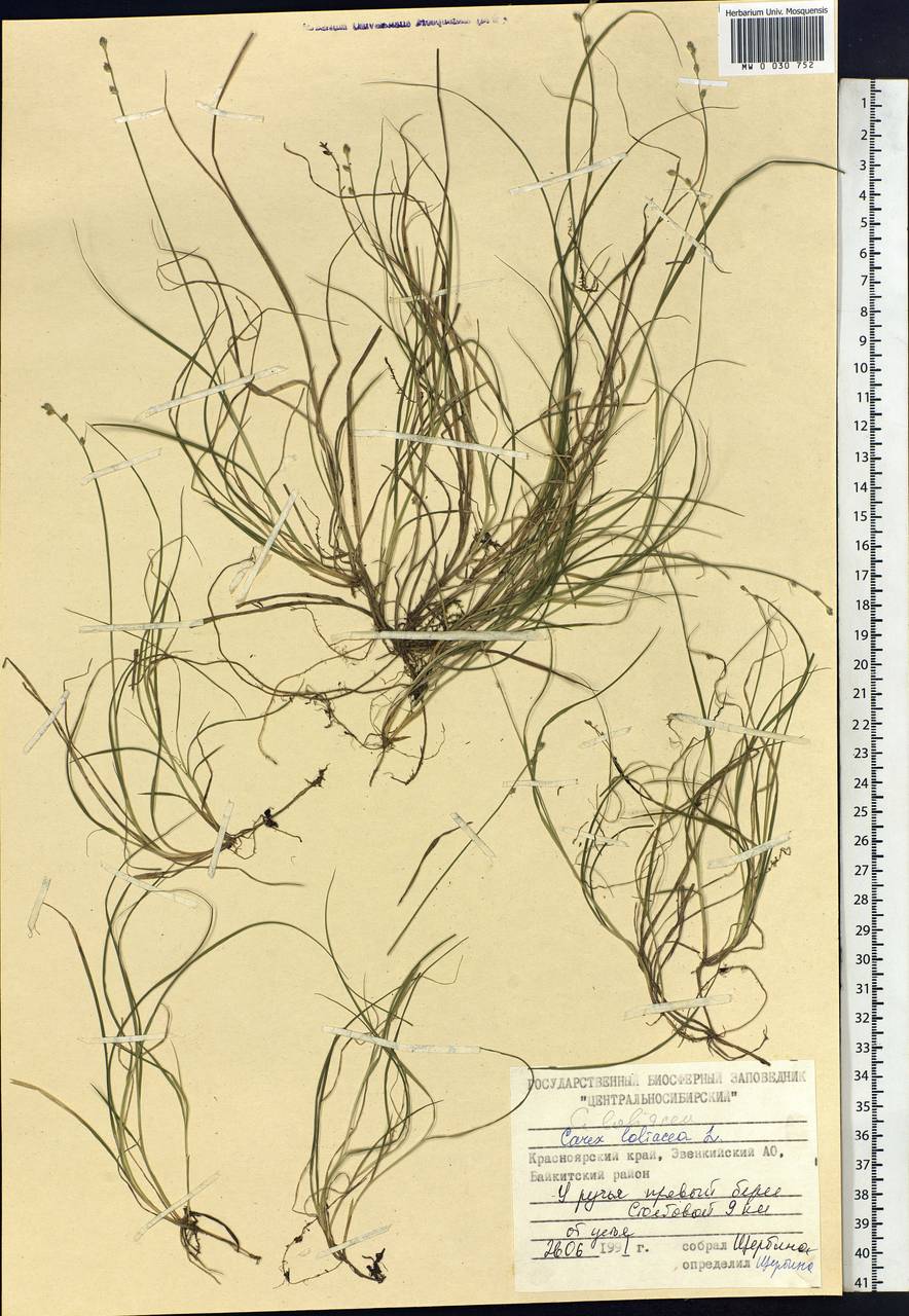 Carex loliacea L., Siberia, Central Siberia (S3) (Russia)