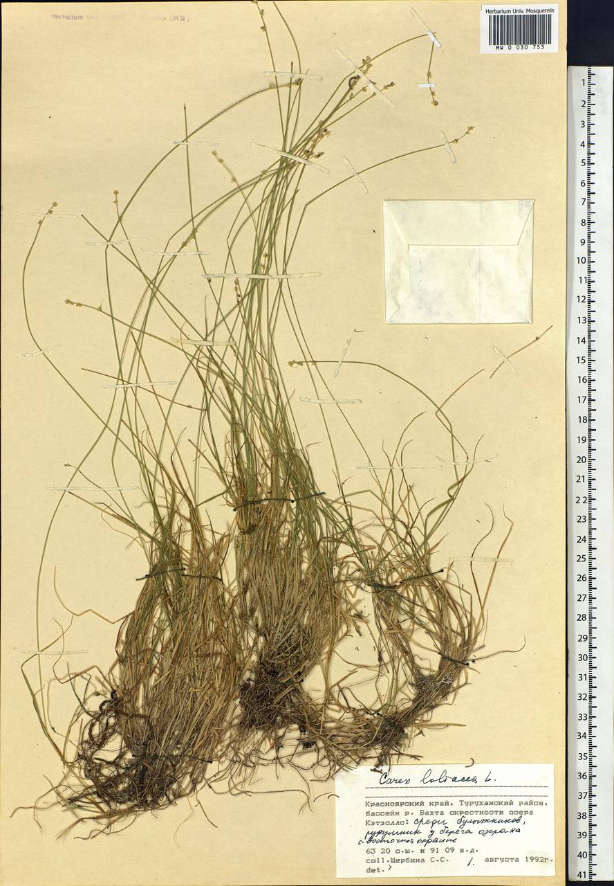 Carex loliacea L., Siberia, Central Siberia (S3) (Russia)