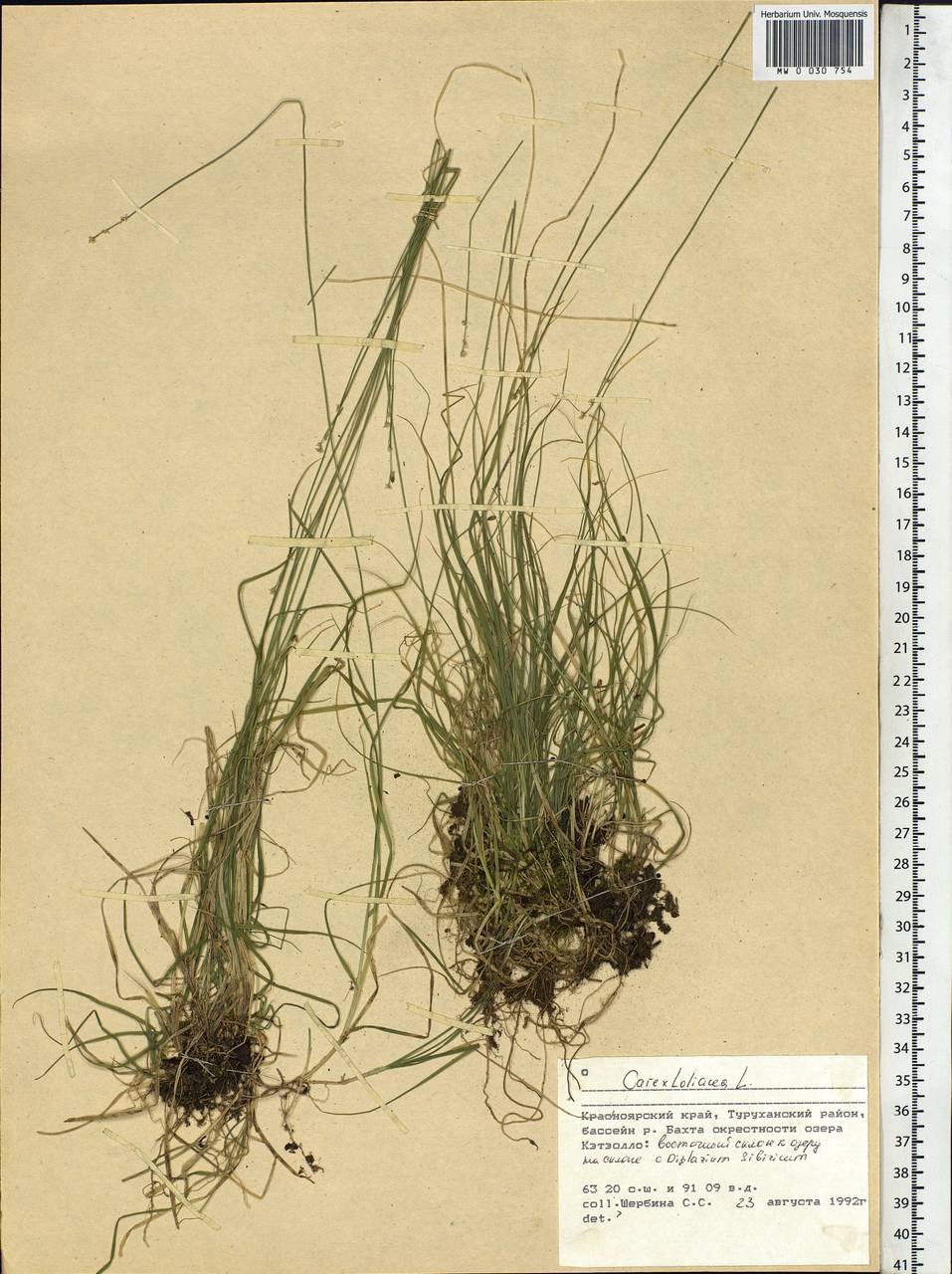 Carex loliacea L., Siberia, Central Siberia (S3) (Russia)