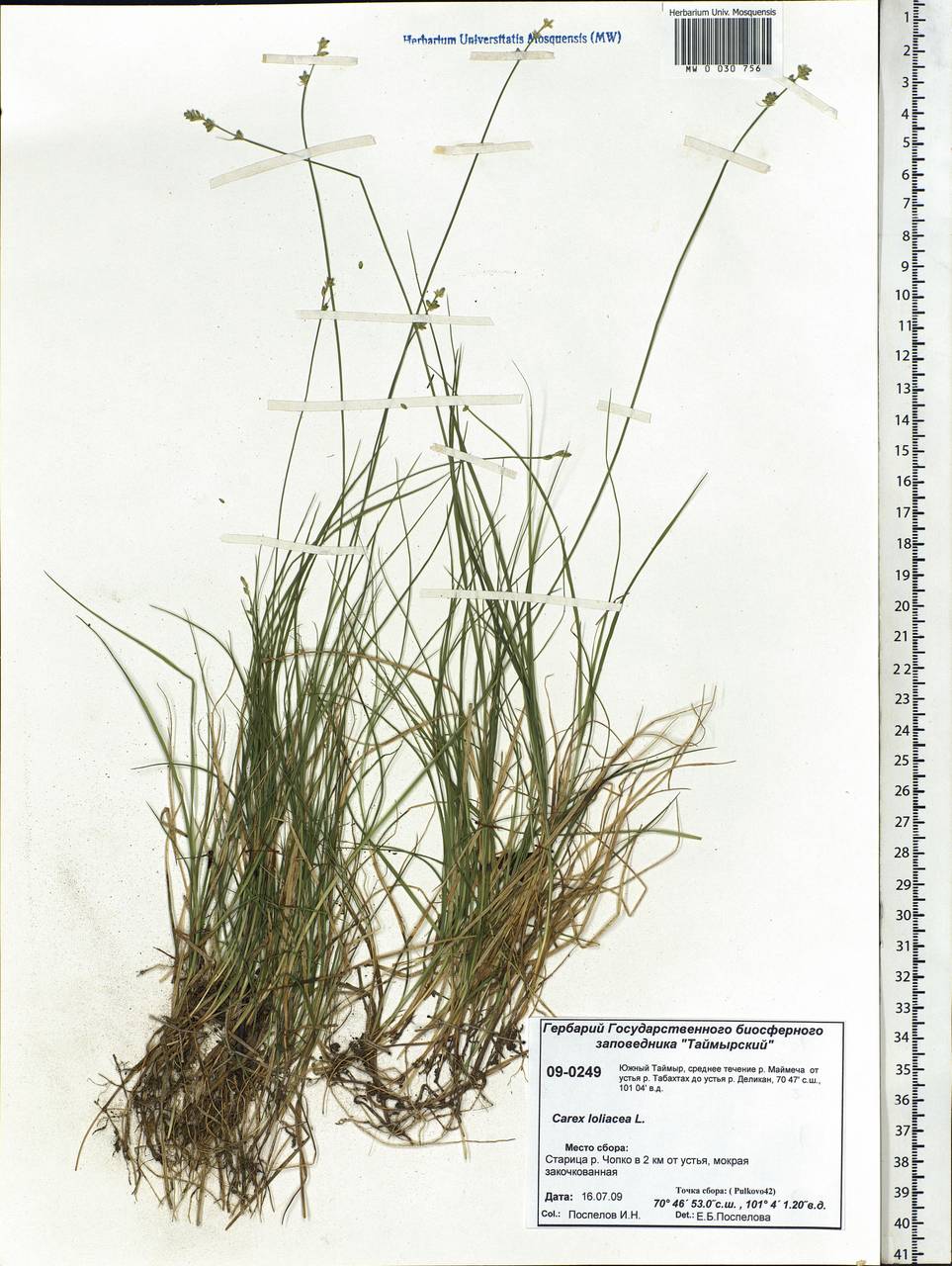 Carex loliacea L., Siberia, Central Siberia (S3) (Russia)