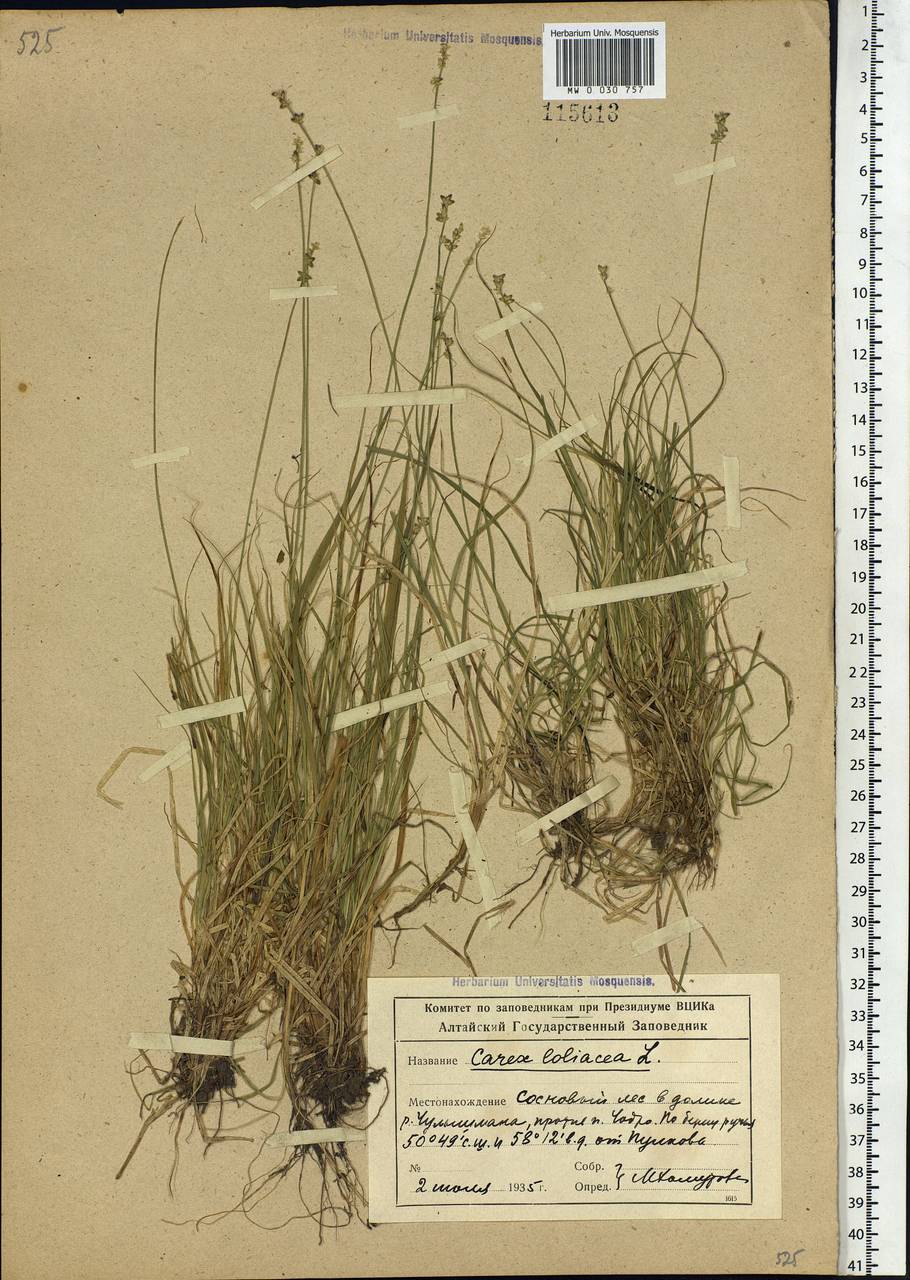 Carex loliacea L., Siberia, Altai & Sayany Mountains (S2) (Russia)