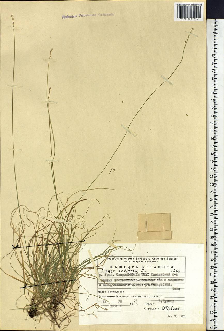 Carex loliacea L., Eastern Europe, Eastern region (E10) (Russia)