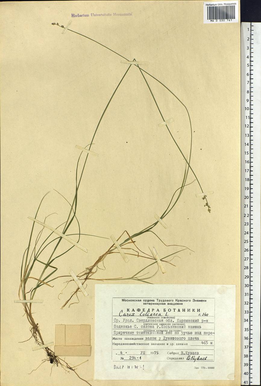 Carex loliacea L., Eastern Europe, Eastern region (E10) (Russia)